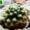 Pediocactus_ knowltonii _04